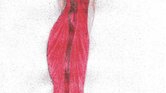 Red beauty Red beauty