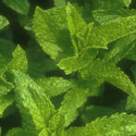 Mentha spicata, Spearmint