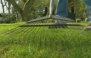 Raking a lawn