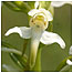 Orchid c/o Mike Dilger