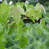 Liquidambar