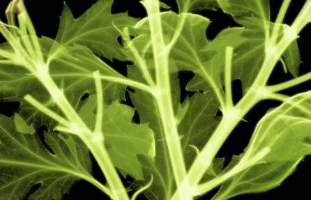 Leaves x-ray