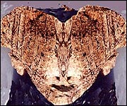 Apulhed in rocks