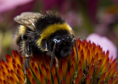 Bumblebee