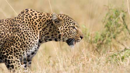 Adult leopard Bella the leopard