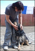 Diane with a dog