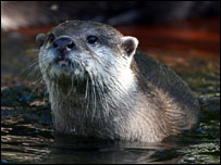 Otter