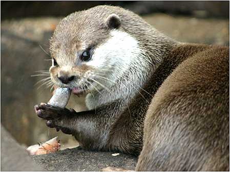 Otter
