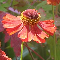Helen's flower
