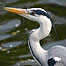 Activities (Image: Heron)