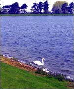 A Swan on Shustoke Reservoir