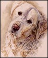 Dog by Jan Farnes
