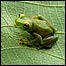 Novo sapo encontrado na região. Foto: Andrew Plumptre, WCS