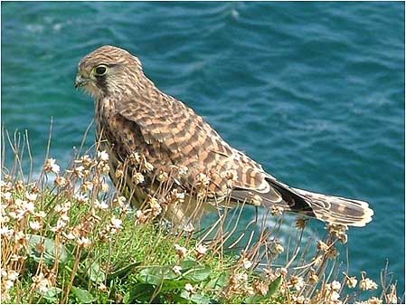 Bird of prey