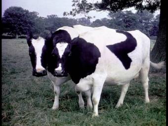 bbc2cows