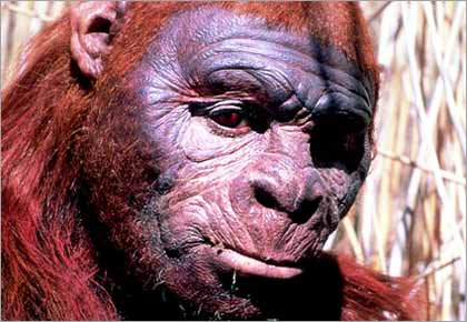 Paranthropus boisei