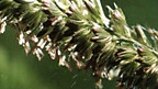Pollination Model