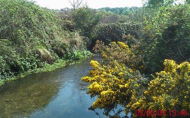tiny tiny stream