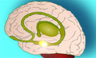Graphic of a human brain