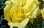 Rose record  (image: Rosa 'Fern's Rose')