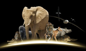Animals featured in the Saving Planet Earth series, L-R: Crocodile, Orang-utan, Gorilla, Elephant, Tiger, Wolf, Rhinosaurus, Turtle, and airborne Albatrosses.