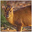 Muntjac Deer c/o English Nature and Paul Glendell 