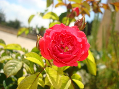 Lebenon flowers