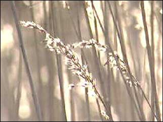 Water reeds