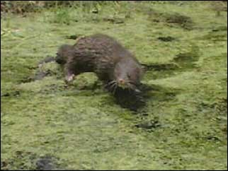 A mink in the water