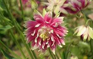 Aquilegia Nora Barlow Aquilegia Nora Barlow
