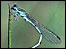Southern damselfly