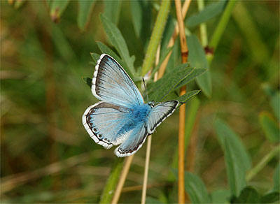 Chalkhill Blue