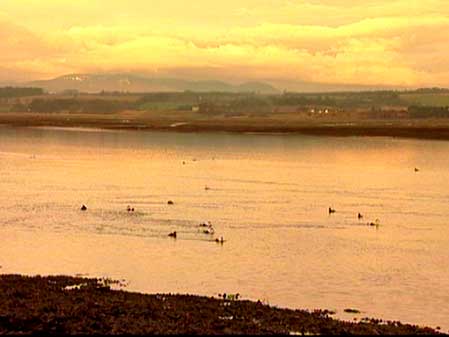 Montrose Basin at sunrise