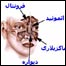 سينوزيټ