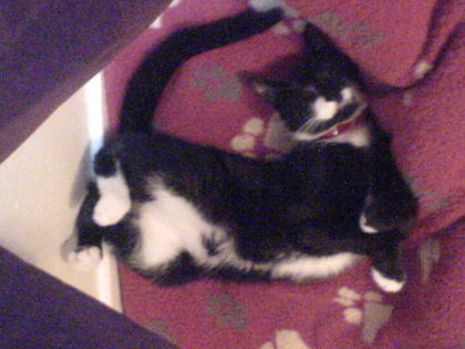 A cat about to be eaten by a purple Pac Man