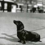 Mimi - an unpopular dog due to it`s nationality Mimi - an unpopular dog due to it`s nationality