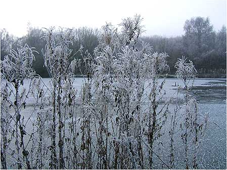 Winter scene