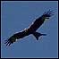 Bird film (Image:Red Kite)