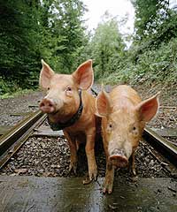 Butch and Sundance - The Tamworth Two