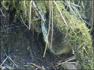Water vole hiding under a root