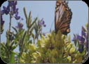 Buttefly