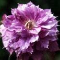Clematis ‘Vyvyan Pennell’, Clematis