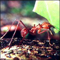 Ant