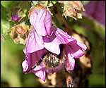 Bumblebee collecting nectar