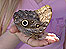 BBC Springwatch Live - Saturday 3rd June