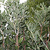 Metrosideros excelsa