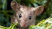 A wood mouse by Ashley Cohen