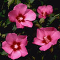 Hibiscus syriacus, Hibiscus