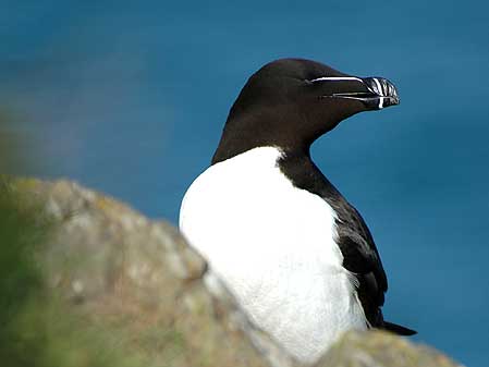 Razorbill