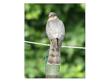 Sparrowhawk